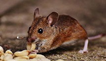 24 Hour & Emergency Exterminators in Kents Store, VA